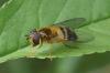 Epistrophe eligans